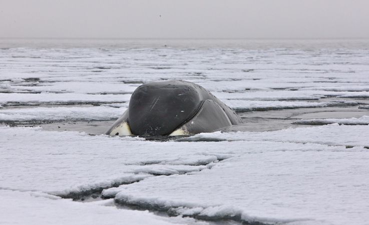 Gru00f6nlandwale sind echte Eisliebhaber und verbringen viel Zeit an der Eiskante und im Eis auf